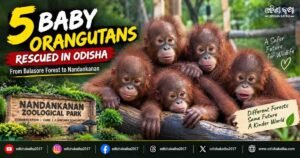 5 Baby Orangutans Rescued in Odisha: From Balasore Forest to Nandankan